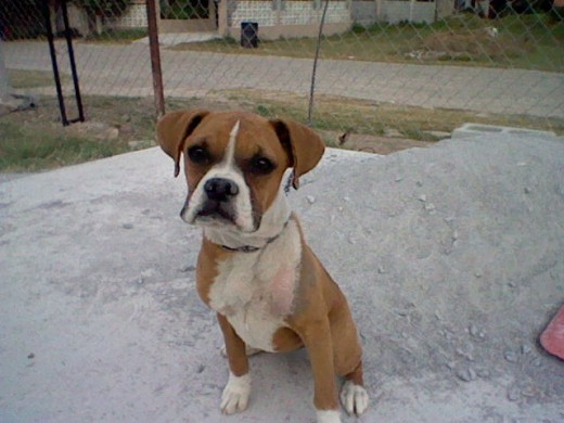 MI BOXER ES HERMOSA.....:)